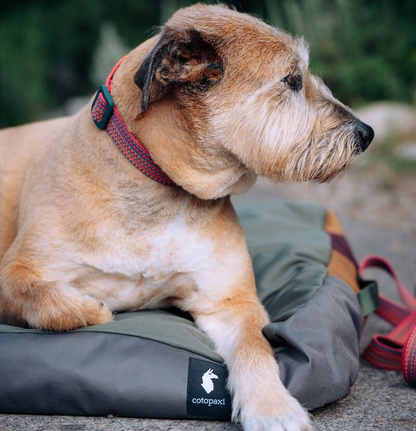 Outdoor Ready Design Del Dia Dog Bed